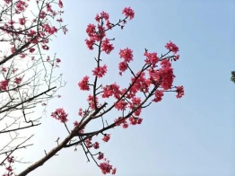 百色的櫻花開(kāi)啦！